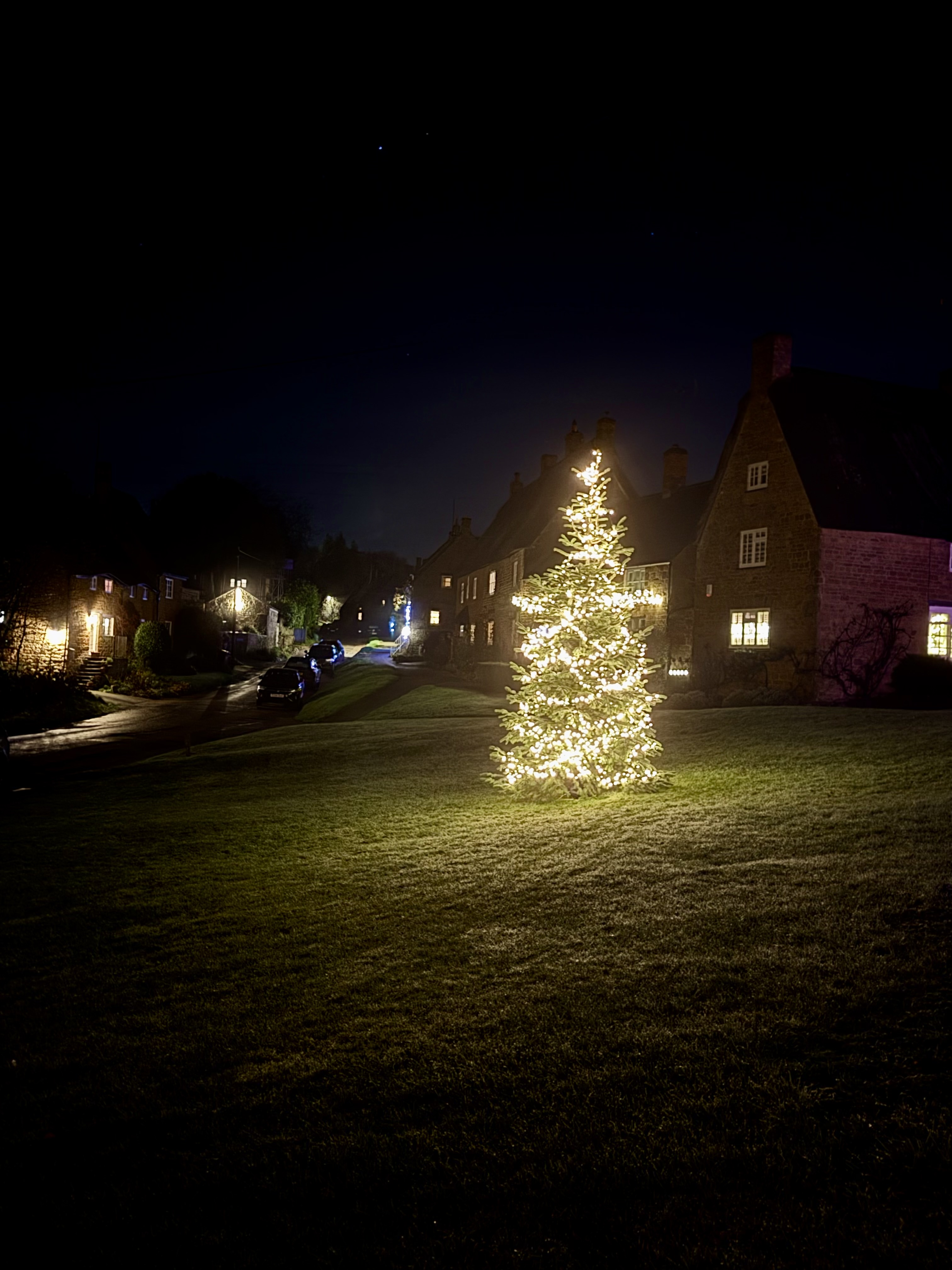 Purple crocuses planted for the Purple4Polio campaign