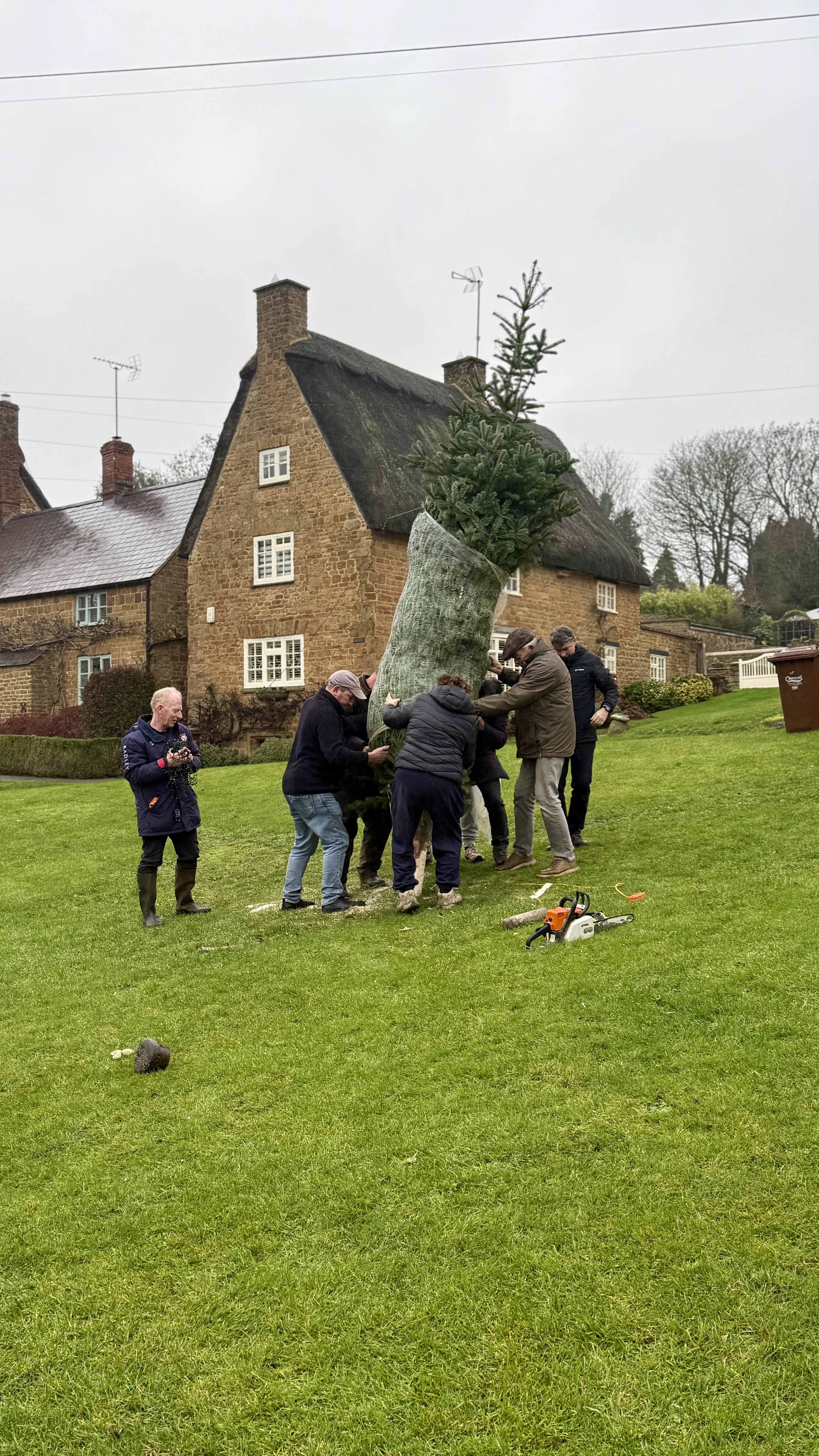 Purple crocuses planted for the Purple4Polio campaign